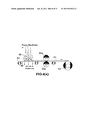 HIGHLY CONDUCTIVE COMPOSITES FOR FUEL CELL FLOW FIELD PLATES AND BIPOLAR     PLATES diagram and image