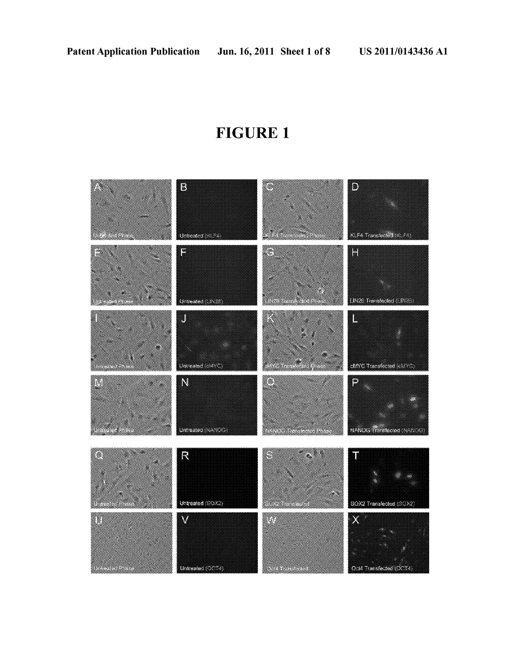 COMPOSITIONS AND METHODS FOR REPROGRAMMING EUKARYOTIC CELLS - diagram, schematic, and image 02