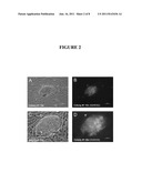 COMPOSITIONS AND METHODS FOR REPROGRAMMING EUKARYOTIC CELLS diagram and image