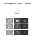 COMPOSITIONS AND METHODS FOR REPROGRAMMING EUKARYOTIC CELLS diagram and image