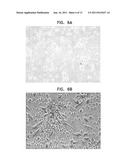 METHOD FOR USING DIRECTING CELLS FOR SPECIFIC STEM/PROGENITOR CELL     ACTIVATION AND DIFFERENTIATION diagram and image