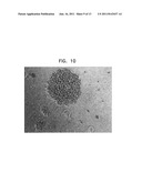 METHOD FOR USING DIRECTING CELLS FOR SPECIFIC STEM/PROGENITOR CELL     ACTIVATION AND DIFFERENTIATION diagram and image