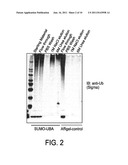 Methods of Identifying Modulators of Ubiquitin Ligases diagram and image