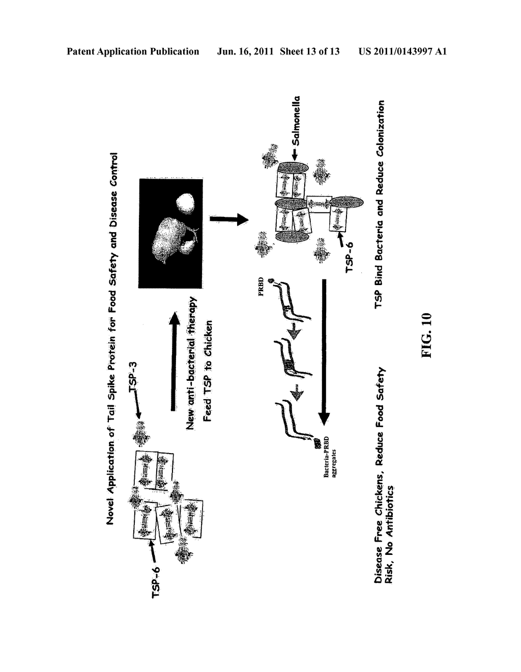 PHAGE RECEPTOR BINDING PROTEINS FOR ANTIBACTERIAL THERAPY AND OTHER NOVEL     USES - diagram, schematic, and image 14