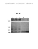 PHARMACEUTICAL COMPOSITION FOR PREVENTING OR TREATING DISEASES ASSOCIATED     WITH BETA-AMYLOID ACCUMULATION CONTAINING MORPHOLIN OR PIPERAZINE BASED     COMPOUNDS HAVING SO3H OR COOH AS ACTIVE INGREDIENT diagram and image