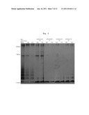 PHARMACEUTICAL COMPOSITION FOR PREVENTING OR TREATING DISEASES ASSOCIATED     WITH BETA-AMYLOID ACCUMULATION CONTAINING MORPHOLIN OR PIPERAZINE BASED     COMPOUNDS HAVING SO3H OR COOH AS ACTIVE INGREDIENT diagram and image