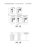 SSX-2 PEPTIDES PRESENTED BY HLA CLASS II MOLECULES diagram and image