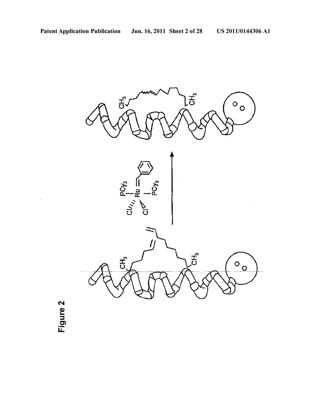 LIGATION OF STAPLED POLYPEPTIDES - diagram, schematic, and image 03