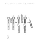 LIGATION OF STAPLED POLYPEPTIDES diagram and image