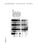 LIGATION OF STAPLED POLYPEPTIDES diagram and image