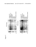 LIGATION OF STAPLED POLYPEPTIDES diagram and image