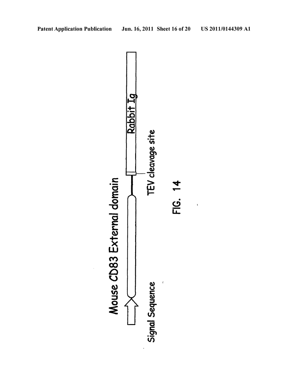 Manipulation of Cytokine Levels Using CD83 Gene Products - diagram, schematic, and image 17