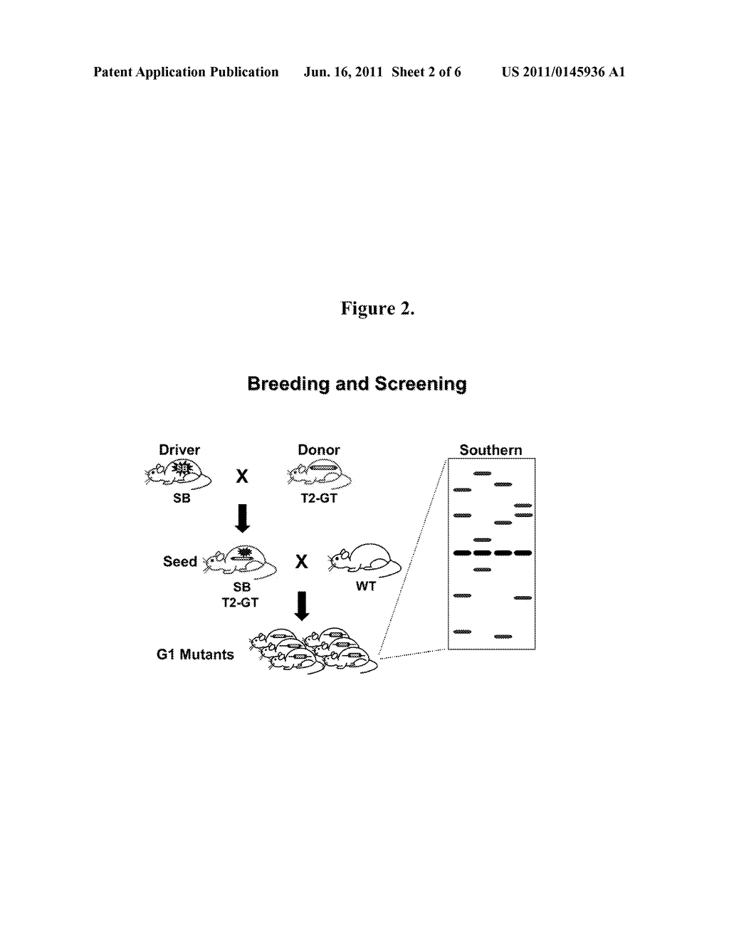 Genetically Modified Rat Models for Pharmacokinetics - diagram, schematic, and image 03