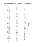 Mice That Make Heavy Chain Antibodies diagram and image