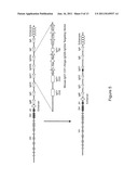 Mice That Make Heavy Chain Antibodies diagram and image