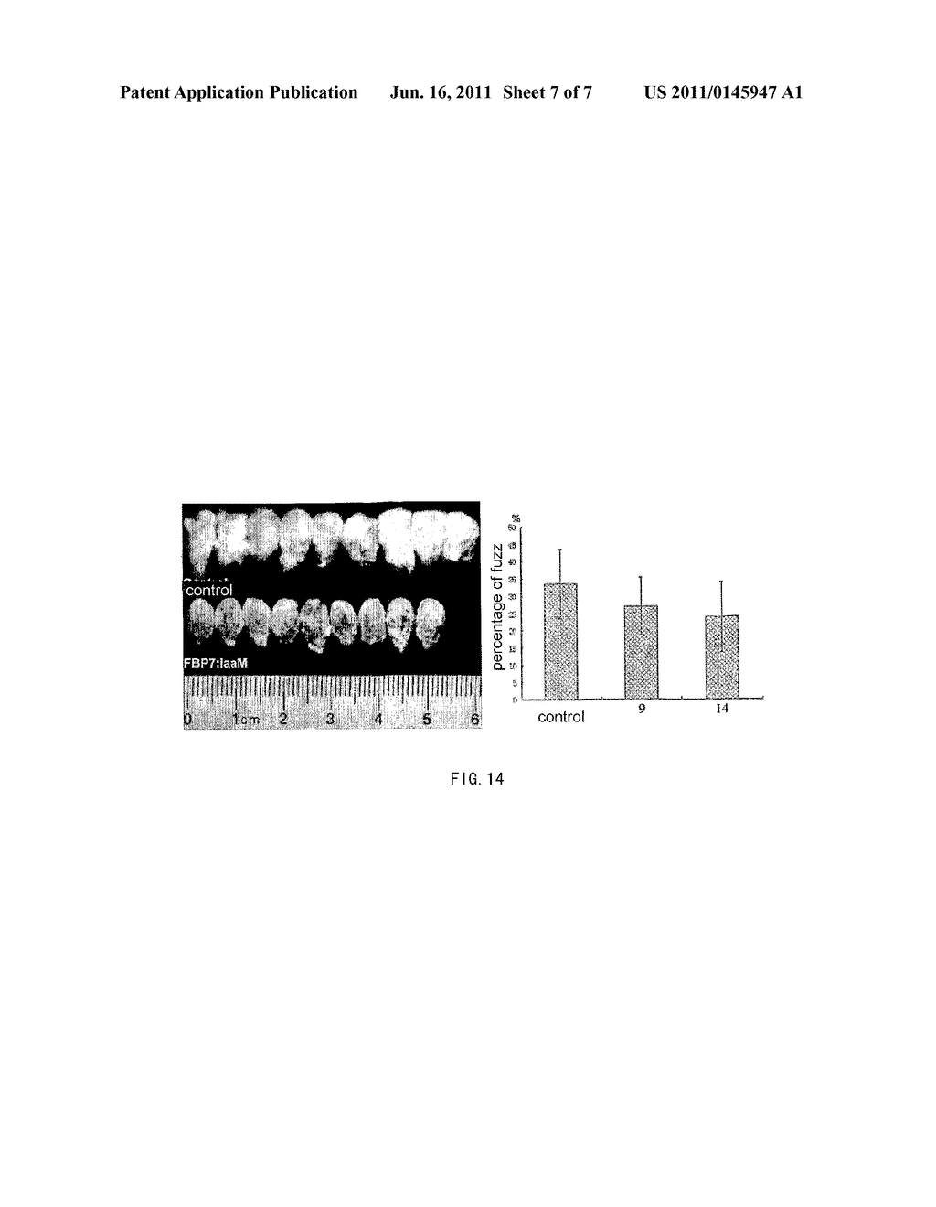 Plant Expression Vector Expressing Auxin Synthesis Related Gene and the     Use Thereof in Improving Cotton Fiber Trait - diagram, schematic, and image 08