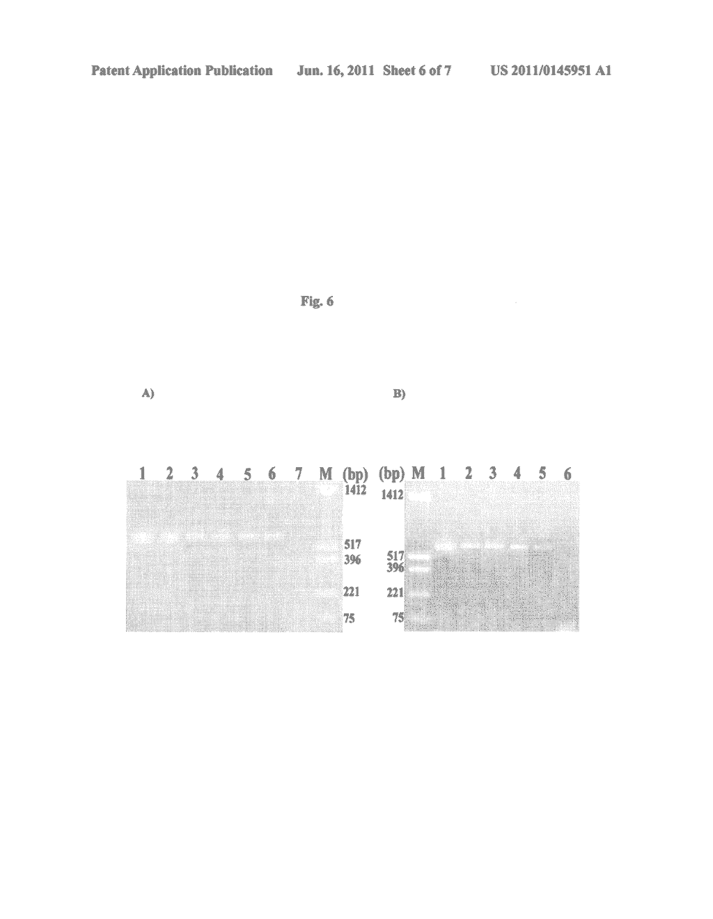 TRANSGENIC SWEET SORGHUM WITH ALTERED LIGNIN COMPOSITION AND PROCESS OF     PREPARATION THEREOF - diagram, schematic, and image 07