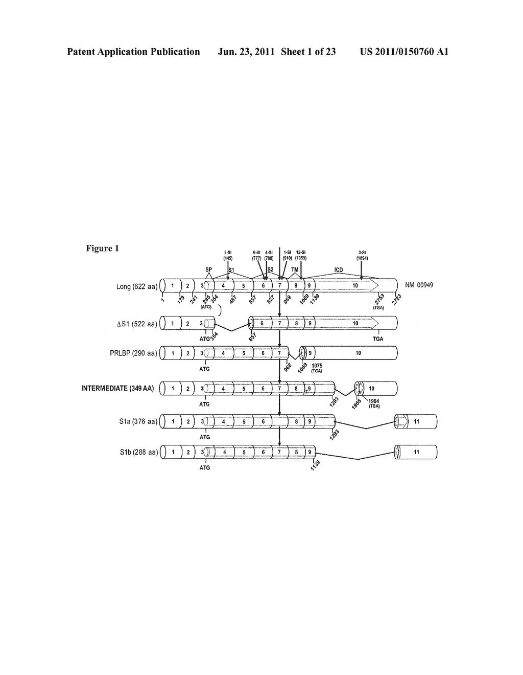 PRLR-Specific Antibody and Uses Thereof - diagram, schematic, and image 02