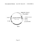 FGF-R4 RECEPTOR-SPECIFIC ANTAGONISTS diagram and image