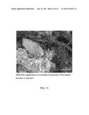 STRONTIUM-DOPED CALCIUM PHOSPHATE BONE GRAFT MATERIALS diagram and image