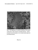 STRONTIUM-DOPED CALCIUM PHOSPHATE BONE GRAFT MATERIALS diagram and image