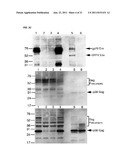 DETECTION OF XENOTROPIC MURINE LEUKEMIA VIRUS diagram and image