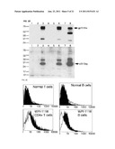 DETECTION OF XENOTROPIC MURINE LEUKEMIA VIRUS diagram and image