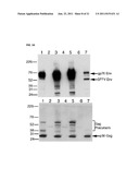 DETECTION OF XENOTROPIC MURINE LEUKEMIA VIRUS diagram and image