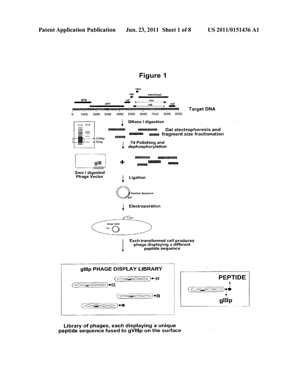 COMPOSITIONS AND METHODS FOR THE DETECTION OF HIV-1/HIV-2 INFECTION - diagram, schematic, and image 02
