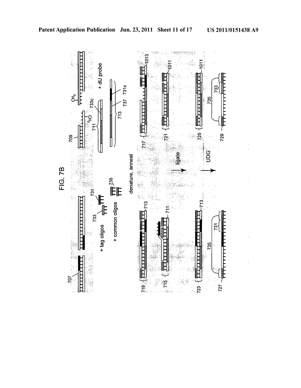 Methods of Analysis of Methylation - diagram, schematic, and image 12