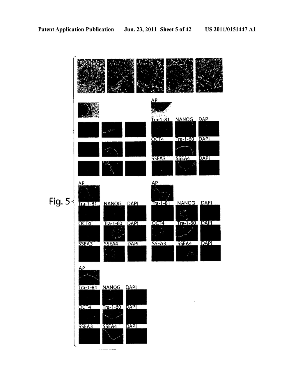 METHOD TO PRODUCE INDUCED PLURIPOTENT STEM (IPS) CELLS FROM NON-EMBRYONIC     HUMAN CELLS - diagram, schematic, and image 06