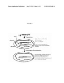 Methods and Systems for High Homologous Recombination ( HR ) Targeting     Efficiency diagram and image