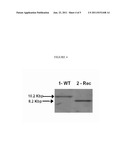 Methods and Systems for High Homologous Recombination ( HR ) Targeting     Efficiency diagram and image