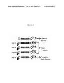 Methods and Systems for High Homologous Recombination ( HR ) Targeting     Efficiency diagram and image