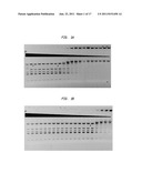 High Fidelity Restriction Endonucleases diagram and image