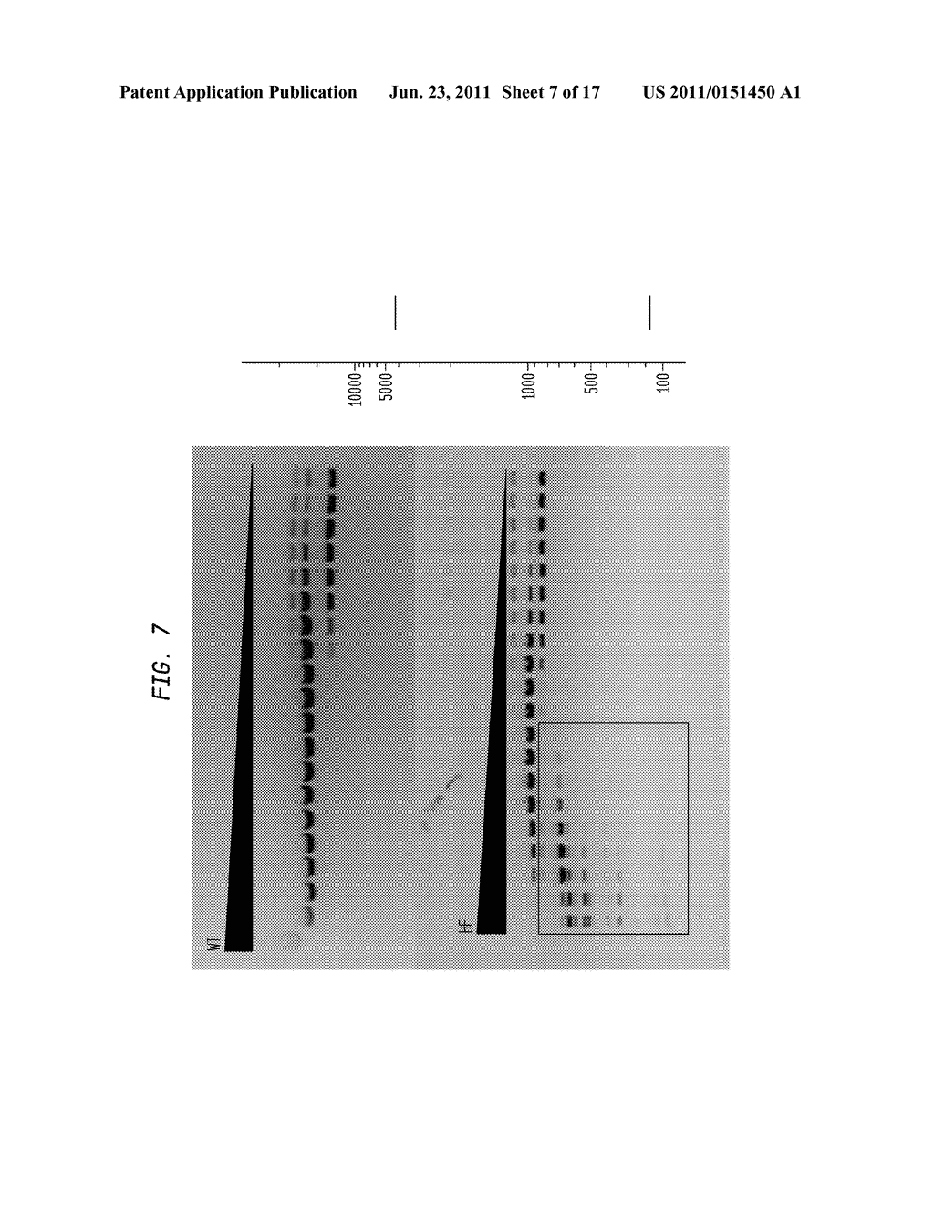 High Fidelity Restriction Endonucleases - diagram, schematic, and image 08