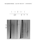 High Fidelity Restriction Endonucleases diagram and image