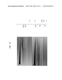 High Fidelity Restriction Endonucleases diagram and image