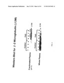 BETA-2 MICROGLOBULIN AS A BIOMARKER FOR PERIPHERAL ARTERY DISEASE diagram and image