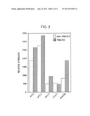 METHOD FOR SCREENING FOR ANTIANGIOGENIC AGENT, AND METHOD FOR SCREENING     FOR ANTIANGIOGENIC SIGNAL GENE diagram and image