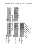 METHOD FOR SCREENING FOR ANTIANGIOGENIC AGENT, AND METHOD FOR SCREENING     FOR ANTIANGIOGENIC SIGNAL GENE diagram and image