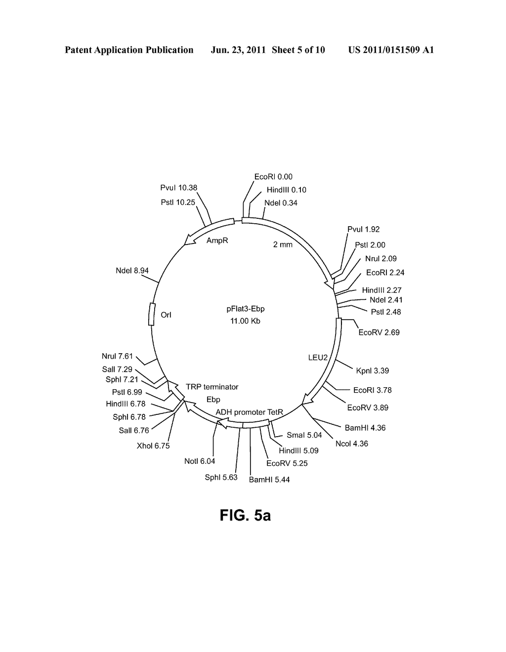 PREPARATION OF 7-DEHYDROCHOLESTEROL AND/OR THE BIOSYNTHETIC INTERMEDIATES     AND/OR SECONDARY PRODUCTS THEREOF IN TRANSGENIC ORGANISMS - diagram, schematic, and image 06