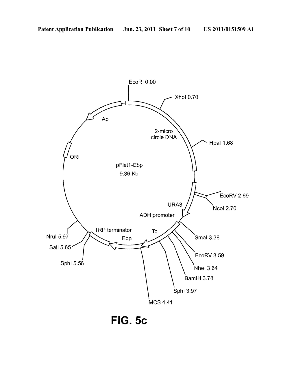 PREPARATION OF 7-DEHYDROCHOLESTEROL AND/OR THE BIOSYNTHETIC INTERMEDIATES     AND/OR SECONDARY PRODUCTS THEREOF IN TRANSGENIC ORGANISMS - diagram, schematic, and image 08