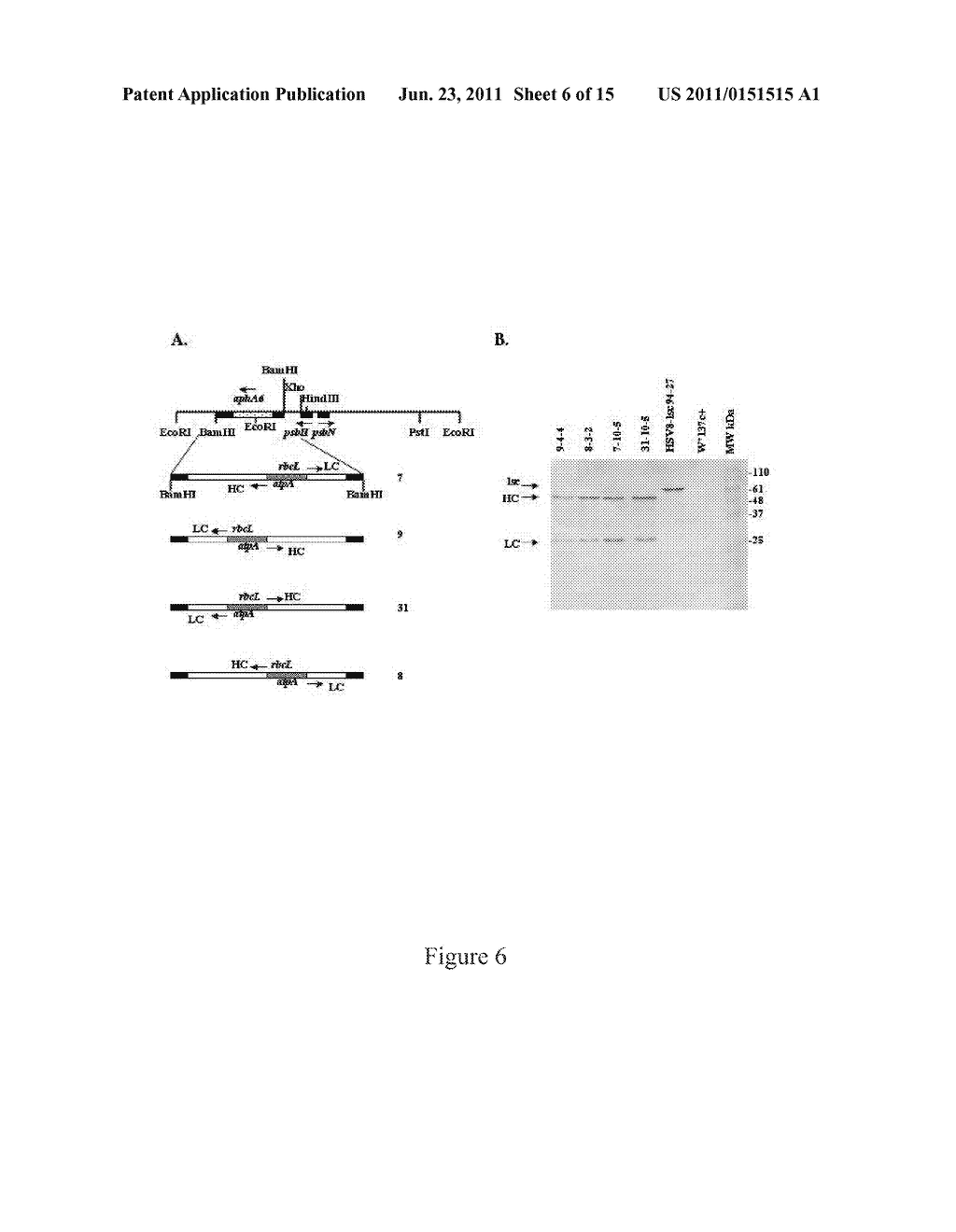 PRODUCTION OF FC-FUSION POLYPEPTIDES IN EUKARYOTIC ALGAE - diagram, schematic, and image 07