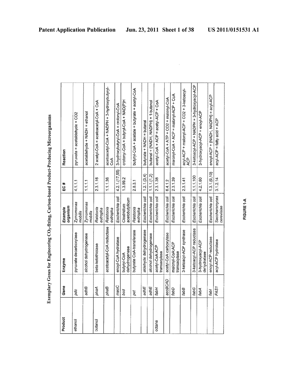 ETHANOL PRODUCTION BY MICROORGANISMS - diagram, schematic, and image 02