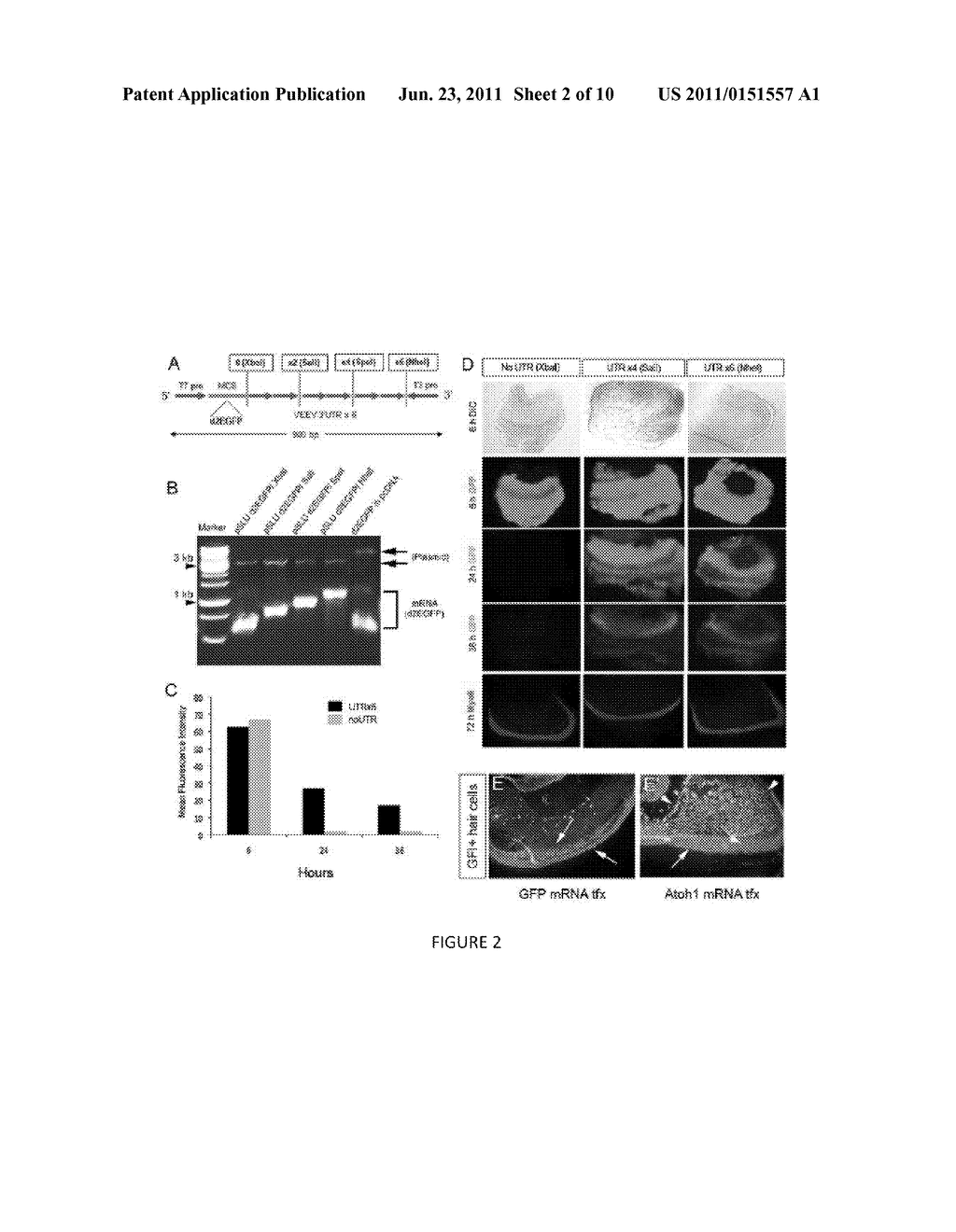 COMPOSITIONS AND METHODS FOR TRANSFECTION OF RNA AND CONTROLLED     STABILIZATION OF TRANSFECTED RNA - diagram, schematic, and image 03