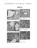 HISTAMINE BINDING PROTEIN diagram and image