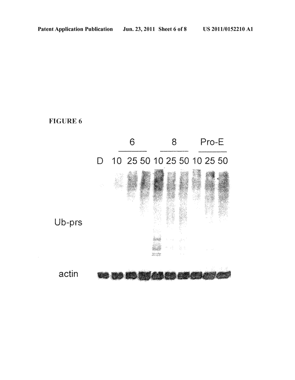 POLYPHENOL COMPOUNDS FOR INHIBITING PROTEASOME AND USES THEREOF - diagram, schematic, and image 07