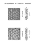 CRYSTALLINE PHOSPHOLIPID, METHOD FOR ITS PRODUCTION AND USE IN TREATING     DAMAGED TISSUE diagram and image