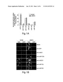 SMAD PROTEINS CONTROL DROSHA-MEDIATED MIRNA MATURATION diagram and image